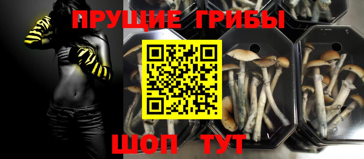Псилоцибиновые грибы прущие грибы  Вход с VPN  Апшеронск  Псилоцибиновые грибы Cubensis 